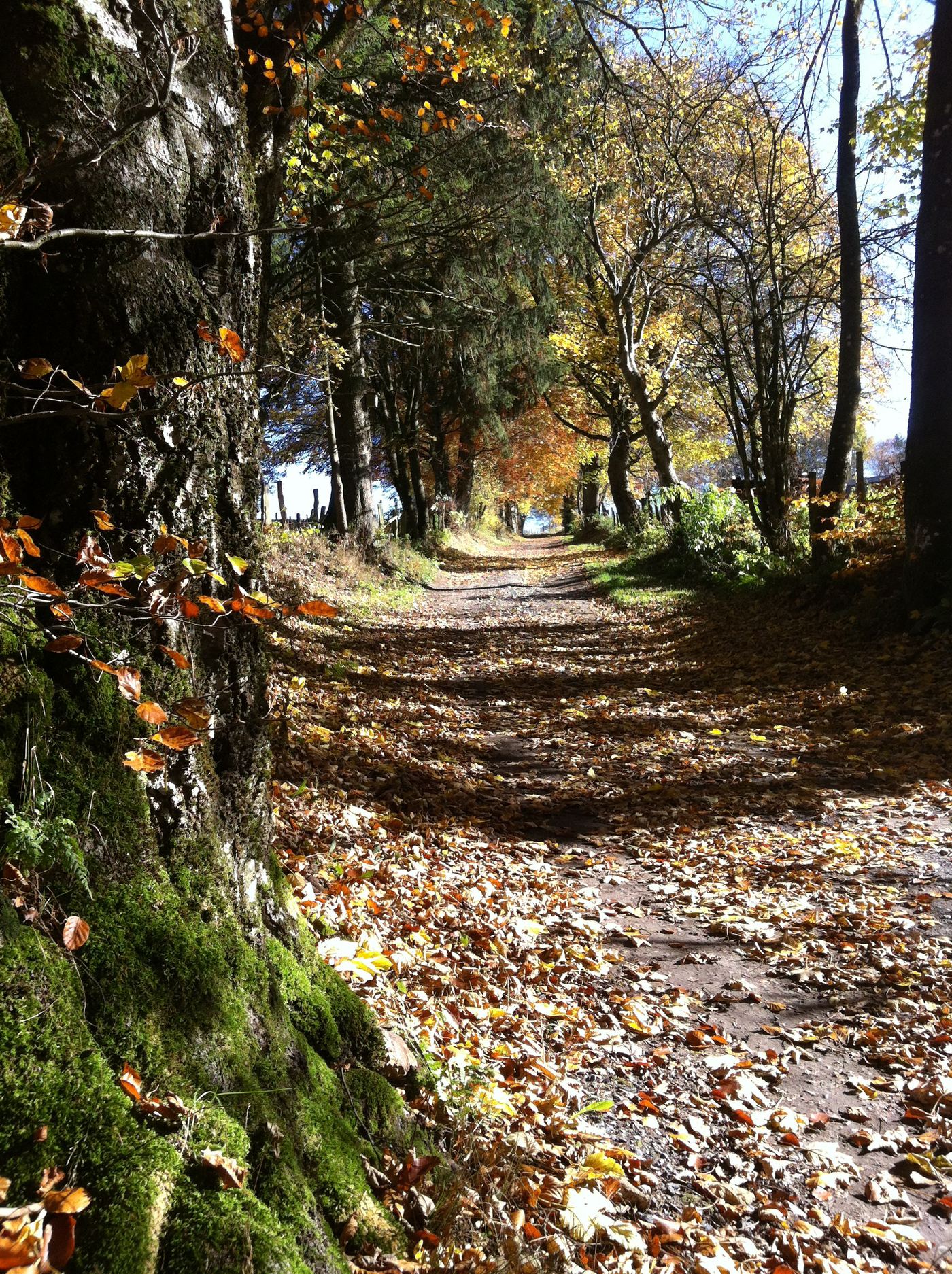 Chemin d'automne à Regné